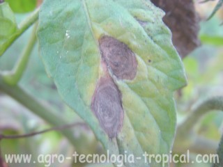 Alternaria produce daños en el follaje y se propaga cuando no hay rotación de cultivos